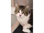 Boomer Domestic Shorthair Young Male