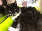 Lightning Domestic Longhair Young Male
