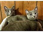 Ollie (male) *Bonded with Alma Russian Blue Kitten Male