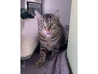 Pasha24T Domestic Shorthair Young Female