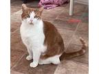 Glimmer Domestic Shorthair Adult Female