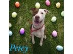 Petey American Pit Bull Terrier Adult Male