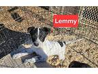 Lemmy Australian Cattle Dog Puppy Male