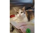 Cameron Domestic Shorthair Adult Female