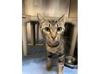 71513A Brita Filter-Pounce Cat Cafe Domestic Shorthair Adult Female