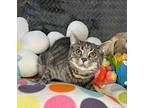 VIOLET Domestic Shorthair Young Female