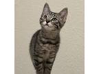 Nugget American Shorthair Kitten Male