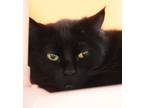Raven Domestic Shorthair Young Female