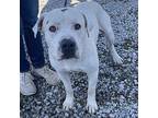 SPIKE American Bulldog Adult Male