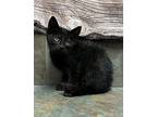 Bean Domestic Shorthair Young Male