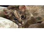 Sweetie Domestic Shorthair Young Female