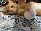 Charles Spencer Domestic Shorthair Young Male