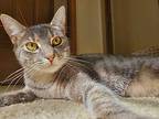 Salad23T Domestic Shorthair Young Female