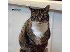 MEERKAT Domestic Shorthair Adult Female