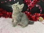 Frostine Domestic Shorthair Kitten Female