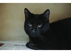 71914A Nyx-Pounce Cat Cafe Domestic Shorthair Adult Male