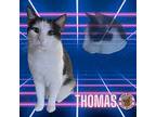 Thomas Domestic Shorthair Adult Male