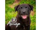 Amigo Bethea Husky Puppy Male