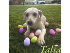 Talia American Pit Bull Terrier Puppy Female