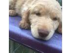 Golden Retriever Puppy for sale in Alberton, MT, USA