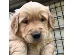 Golden Retriever Puppy for sale in Alberton, MT, USA