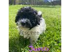 Shih-Poo Puppy for sale in Cunningham, TN, USA