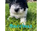 Shih-Poo Puppy for sale in Cunningham, TN, USA