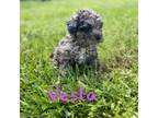 Shih-Poo Puppy for sale in Cunningham, TN, USA