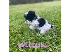 Willow