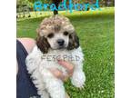 Poodle (Toy) Puppy for sale in Cunningham, TN, USA