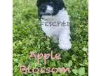 Apple Blossom