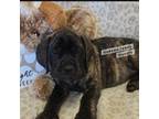 Great Dane Puppy for sale in Newton, AL, USA