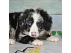 Mutt Puppy for sale in Moulton, IA, USA