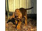 Bloodhound Puppy for sale in Uniontown, AR, USA