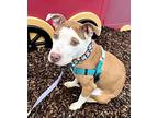 Reese, American Pit Bull Terrier For Adoption In La Grange, Illinois
