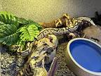 Tether, Snake For Adoption In Novato, California