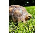 Toby, Tortoise For Adoption In Novato, California