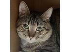 Donald, Domestic Shorthair For Adoption In Sioux City, Iowa