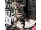 Chonkers, Domestic Shorthair For Adoption In Springfield, Oregon