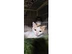 Corrine, Domestic Shorthair For Adoption In Sicklerville, New Jersey