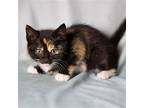 Tifa, American Shorthair For Adoption In Dallas, Texas