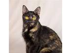 Krile, American Shorthair For Adoption In Dallas, Texas