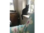 Pepsi *must Be Adopted With Doc*, Domestic Shorthair For Adoption In Toronto