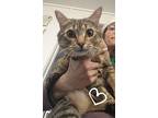 Fawn, Domestic Shorthair For Adoption In St. James, Minnesota