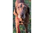 Bunny, Labrador Retriever For Adoption In Franklin, Tennessee