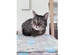 Ozzie Cnl, Domestic Shorthair For Adoption In Kalamazoo, Michigan