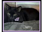 Cherry Available 3/23, Domestic Shorthair For Adoption In Holly Springs, Georgia