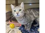 Carly, Domestic Shorthair For Adoption In Beacon, New York