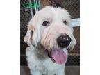 Cindy, Old English Sheepdog For Adoption In Lincoln, Massachusetts
