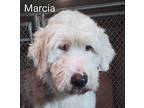 Marcia, Old English Sheepdog For Adoption In Lincoln, Massachusetts